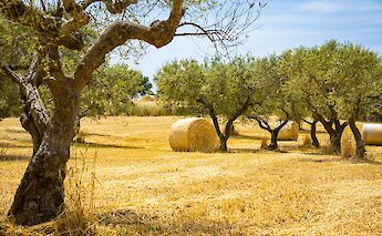 Cycling through ancient olive groves. Gianluca Carenza@Unsplash