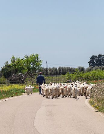 Bucolic scenes in Avetrana. -to