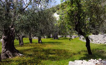 An olive grove with ancient, gnarled olive trees and a grassy field dotted with small yellow flowers in Italy.