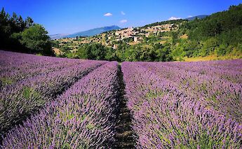 Vaucluse Lavender Fields. Flickr:Philip Lai