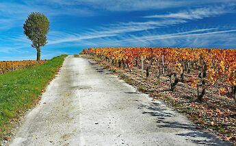 Vineyards of Bordeaux. Flickr:Herve Simon