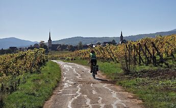 Cycling in Mittelbergheim. Flickr:Tristan Schmurr