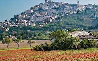 Red Poppy Field in Trevi, Umbria, Italy. Unsplash: Sterlinglanier Lanier