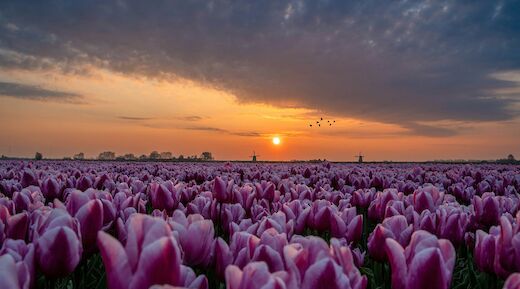 A field of purple tulips with the sun setting in the background, featuring silhouettes of windmills in Holland.