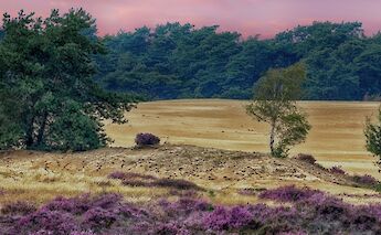 The iconic Hoge Veluwe National Park in Holland. Eric Huybrechts@Flickr