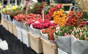 The many colors of Holland. Daniel Spilka@Unsplash