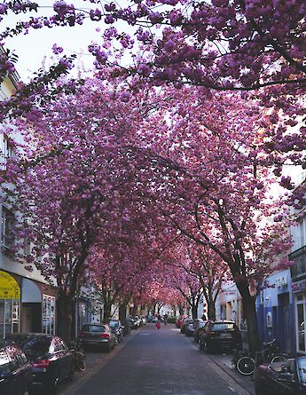 A sweet cherry blossom street in Bonn, Germany. Tim Rüßmann@Unsplash