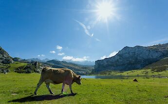 Picos de Europa National Park, Spain. Antonio Rull@unsplash