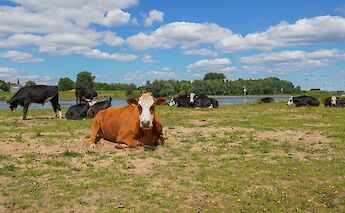 Cows outside of Vianen, Holland. Anoek Folkertsma@Unsplash