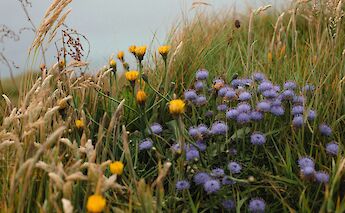 West Cork flowers, Ireland. Bree Anne@Unsplash