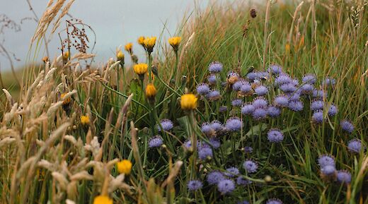 West Cork flowers, Ireland. Bree Anne@Unsplash