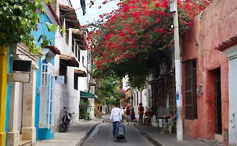 Blooming tree in Getsemani, Cartagena, Colombia. csw27@Flickr