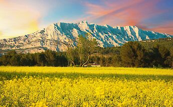 Fields of yellow flowers leading to Montagne Sainte-Victoire under a vibrant sky at sunset in Aix-en-Provence, France.