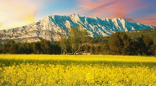 Fields of yellow flowers leading to Montagne Sainte-Victoire under a vibrant sky at sunset in Aix-en-Provence, France.