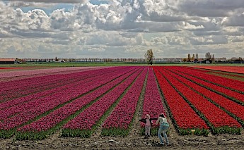 Tulip fields forever in Holland! ©Hollandfotograaf