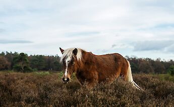 A wild horse on the Veluwe, a national park of The Netherlands. Sander Weeteling@Unsplash