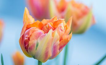 More Dutch tulips! Susanne Nilsson@Flickr