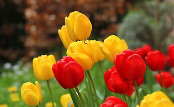 Tulips, the iconic flower of Holland! WikiM0tty@Flickr