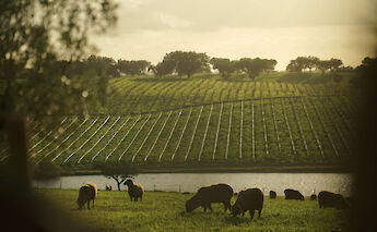 Bucolic cycle routes. Tollr