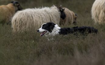 Sheepdog. Birgitt Aroos@Unsplash