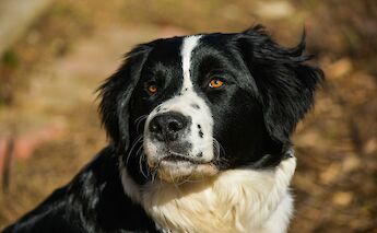 Sheepdog. Sneha Cecil@Unsplash