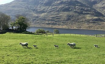 Sheep, Galway, Ireland. CC:Fat Bike Galway
