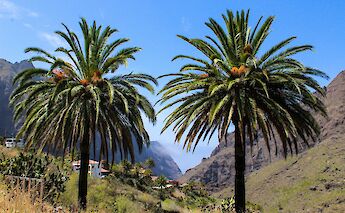 Palm trees, Tenerife, Spain. Iulia Laslea@Unsplash