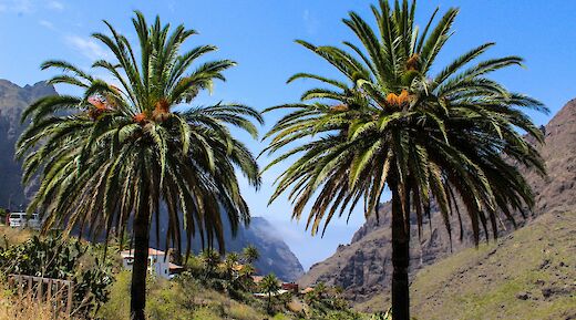 Palm trees, Tenerife, Spain. Iulia Laslea@Unsplash