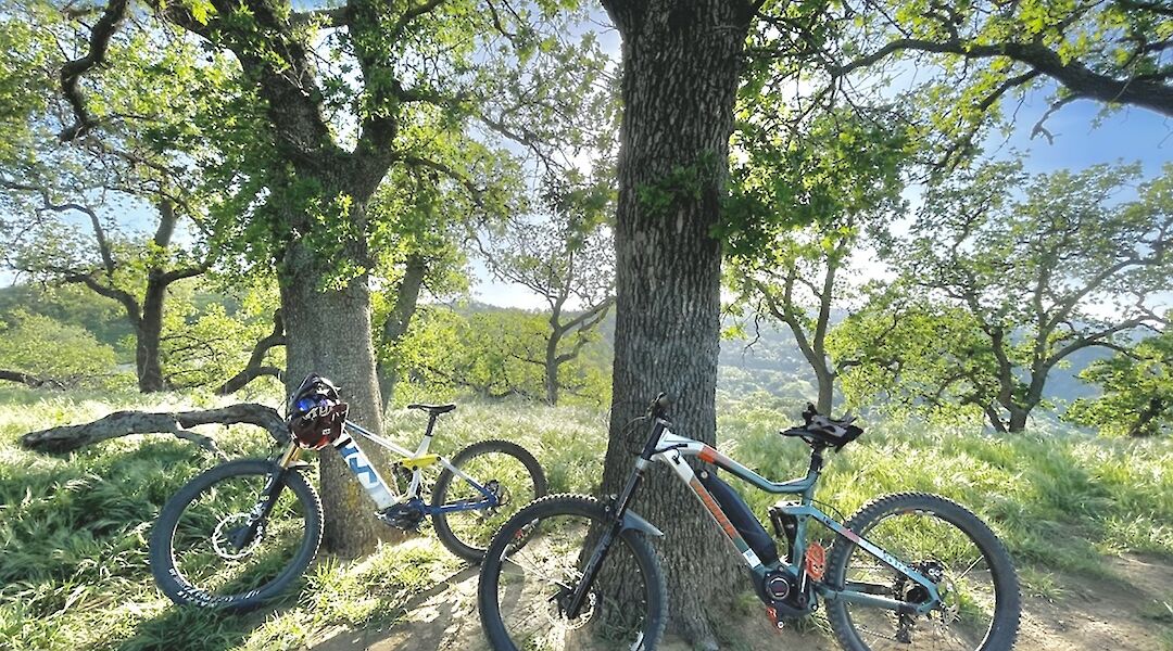 Two mountain bikes leaning against trees in a sunny, wooded area with grassy terrain in Santa Clarita, California.