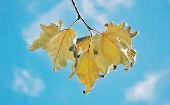 Yellow leaves hang from a branch against a clear blue sky.