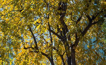 A tree with dense yellow foliage is highlighted against a bright blue sky.