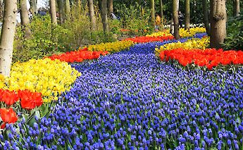 Keukenhof Gardens is one of the most famous and beautiful flower gardens in the world. toBBT