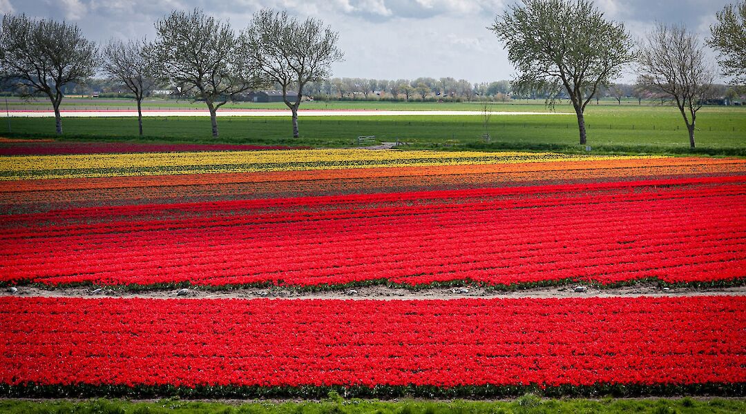 Rows of red tulips stretching across a Dutch bulb field