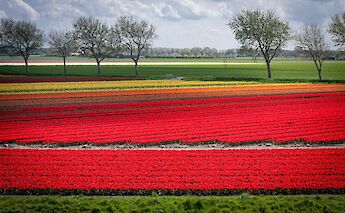 The vibrant tulip fields of Holland. JeroenVanDijk@unsplash
