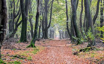 Peaceful, wooded cycle paths. ©Ryan