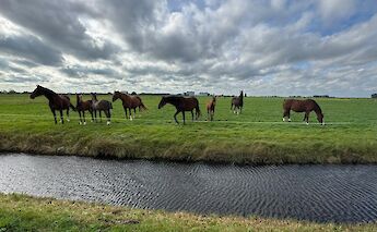 Horses grazing along Dutch countryside cycle paths. ©Carla