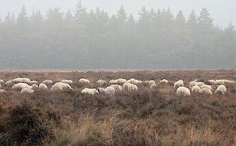 The quiet beauty of cycling in the Dutch countryside. ©Ryan