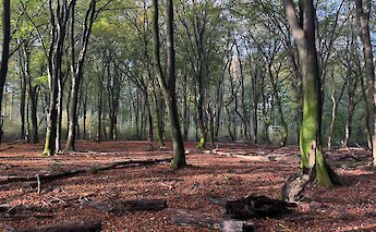 The quiet beauty of cycling through Holland’s woodlands. ©jan