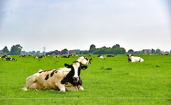 The hardy black-and-white Friesian cow is essential to Dutch dairy, producing milk for Edam and Gouda cheeses. to-BBT
