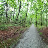 Terschelling offers trails through deciduous forests, where you might spot deer and other wildlife! toBBT
