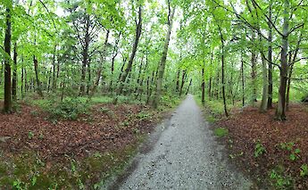 Terschelling offers trails through deciduous forests, where you might spot deer and other wildlife! toBBT
