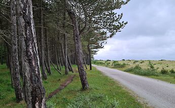 Cycle routes through fragrant pine forests on Terschelling. toBBT
