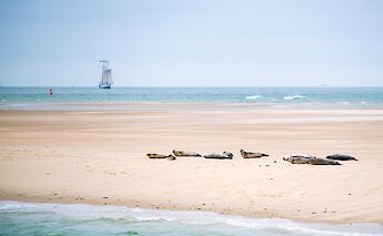 The Wadden Sea is an important habitat for the harbor and grey seals. to-BBT