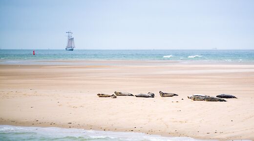The Wadden Sea is an important habitat for the harbor and grey seals. to-BBT
