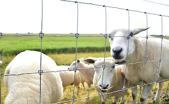 Texel sheep are valued for their high-quality wool and meat.