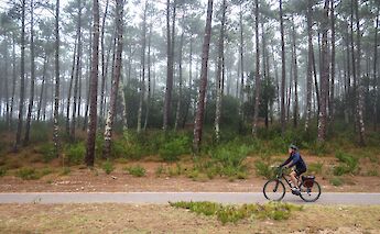 Biking in the forest, Portugal bike tours. CC:Totbtp