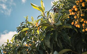 Orange trees in Aljezur, Portugal bike tours. Angela Meyer@Unsplash
