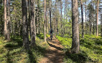 Bomoen Forest MTB tour, Voss, Norway. CC:Outdoor Norway