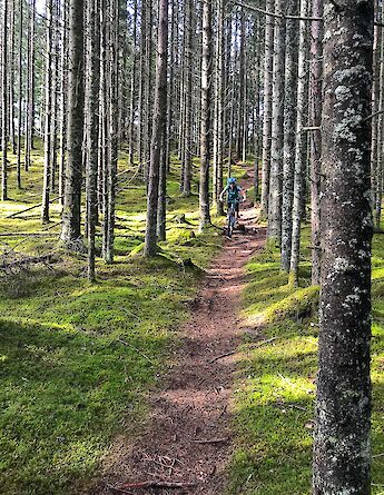 Mountain biking along a path in Bomoen Forest, Voss, Norway. CC:Outdoor Norway