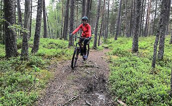 Mountain biking in Bomoen Forest, Voss, Norway. CC:Outdoor Norway